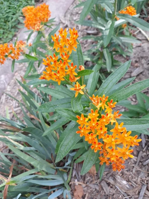 Orange Milkweed Live Plant - Set of 2, 3-6" Tall Asclepias Perennis - Outdoor Butterfly & Pollinator Flower - Image 6