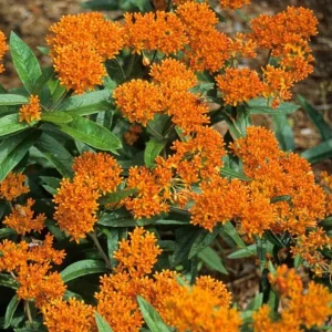 Orange Milkweed Live Plant - Set of 2, 3-6" Tall Asclepias Perennis - Outdoor Butterfly & Pollinator Flower - Image 1
