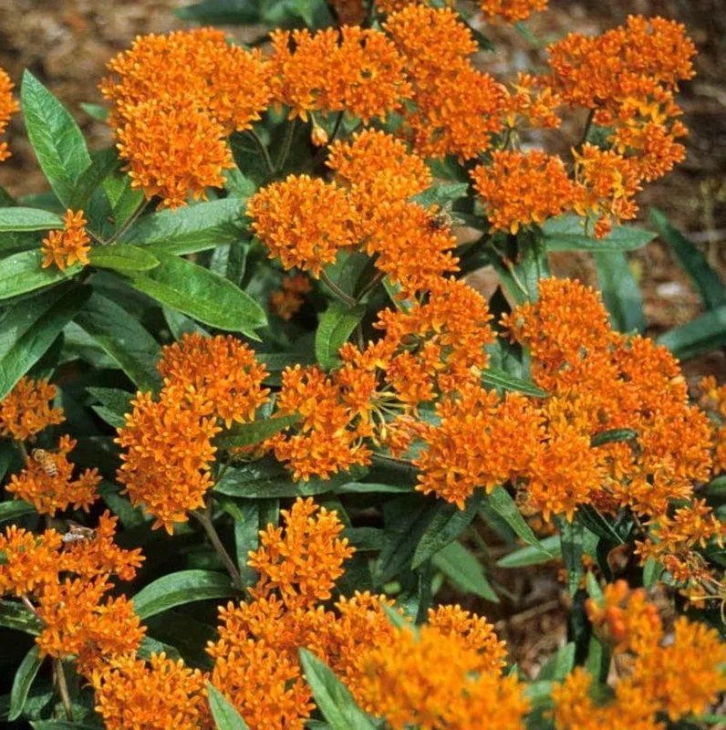 Orange Milkweed Live Plant - Set of 2, 3-6" Tall Asclepias Perennis - Outdoor Butterfly & Pollinator Flower - Image 1