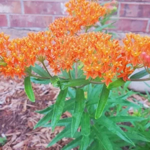 Orange Milkweed Live Plant - Set of 2, 3-6