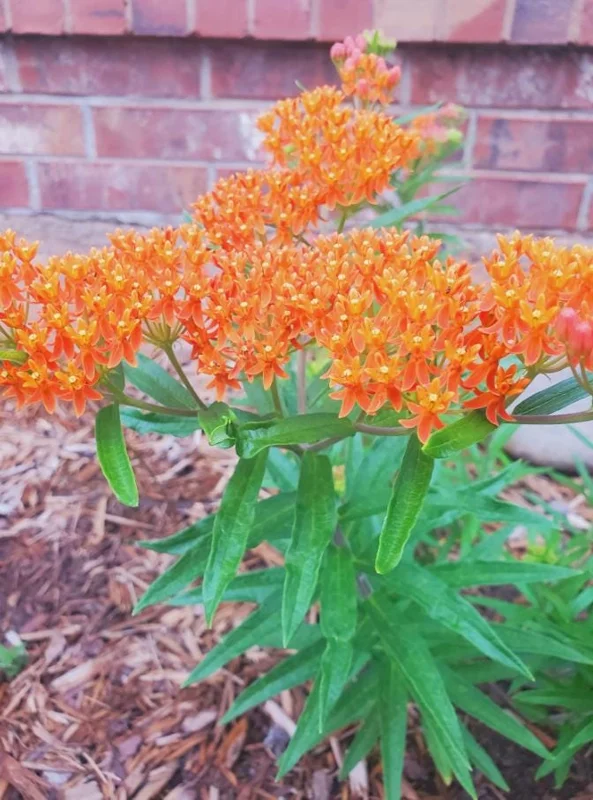Orange Milkweed Live Plant - Set of 2, 3-6" Tall Asclepias Perennis - Outdoor Butterfly & Pollinator Flower - Image 7