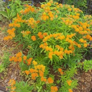 Orange Milkweed Live Plant - Set of 2, 3-6