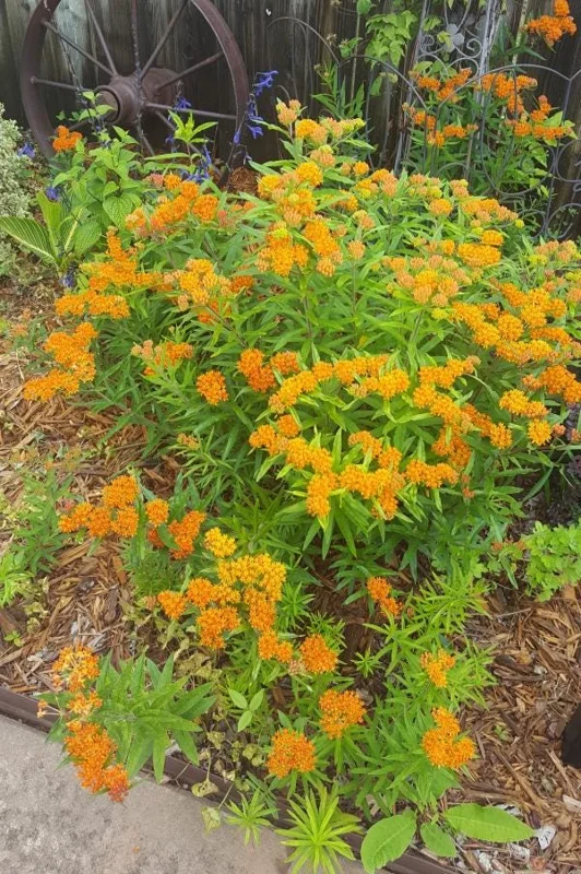 Orange Milkweed Live Plant - Set of 2, 3-6" Tall Asclepias Perennis - Outdoor Butterfly & Pollinator Flower - Image 8