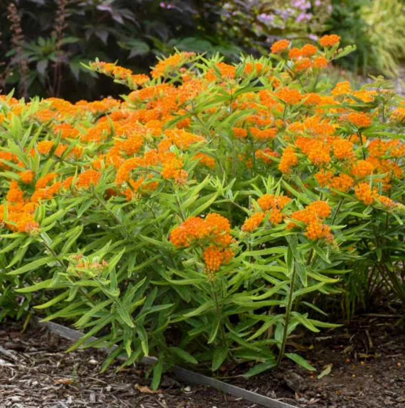 Orange Milkweed Live Plant - Set of 2, 3-6" Tall Asclepias Perennis - Outdoor Butterfly & Pollinator Flower - Image 9