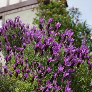 Otto Quast Lavender Live Plants (Set of 2) – 4-6" Tall – Fragrant Perennial Flowers – Indoor & Outdoor - Image 2