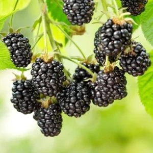 Ouachita Thornless Blackberry Live Plants - 2 Pack, 4-6