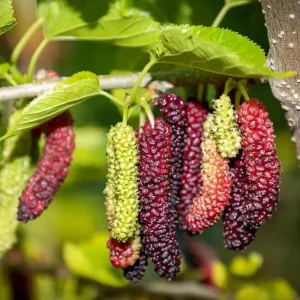 Pakistan Mulberry Tree Live Plant – 4 inch Tall Starter – Morus macroura - Image 2