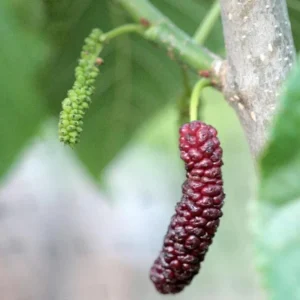 Pakistan Mulberry Tree Live Plant – 4 inch Tall Starter – Morus macroura - Image 4
