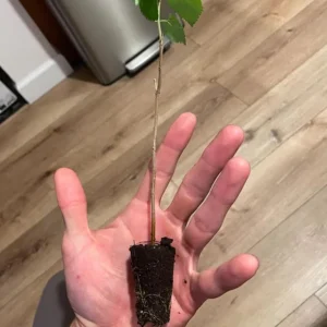 Pakistan Mulberry Tree Live Plant – 4 inch Tall Starter – Morus macroura - Image 7