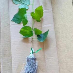 Pakistan Mulberry Tree Live Plant – 4 inch Tall Starter – Morus macroura - Image 8