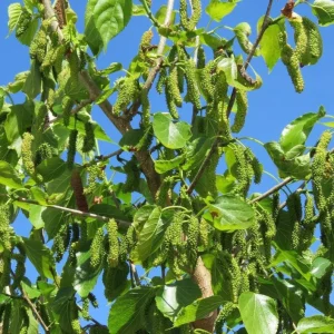 Pakistan Mulberry Tree Live Plant – 4 inch Tall Starter – Morus macroura - Image 9