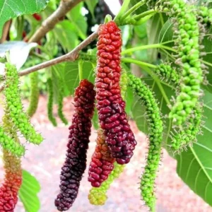 Pakistan Mulberry Tree Live Plant – 4 inch Tall Starter – Morus macroura - Image 1