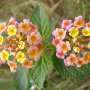 Pink Caprice Lantana Live Plants - Set of 2, 4-6