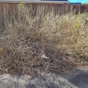 Pink Caprice Lantana Live Plants - Set of 2, 4-6