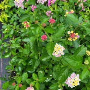 Pink Caprice Lantana Live Plants - Set of 2, 4-6" Tall - Outdoor Flowering Shrub - Image 1