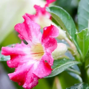 Pink Desert Rose Live Plant - Adenium Obesum Starter - 4-6" Tall Flower - Image 2