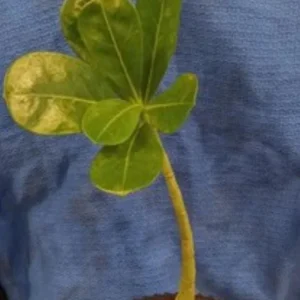 Pink Desert Rose Live Plant - Adenium Obesum Starter - 4-6