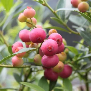Pink Lemonade Blueberry Live Plants - Set of 2, 4-6" Tall, Edible Fruit Shrub - Image 2