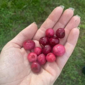 Pink Lemonade Blueberry Live Plants - Set of 2, 4-6