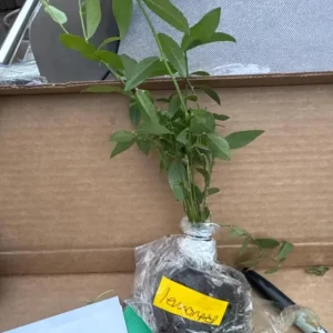 Pink Lemonade Blueberry Live Plants - Set of 2, 4-6