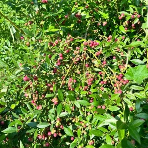 Pink Lemonade Blueberry Live Plants - Set of 2, 4-6