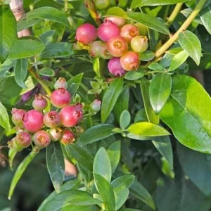 Pink Lemonade Blueberry Plant Live - Highbush Vaccinium Corymbosum - 4-6" Tall Starter - Image 2