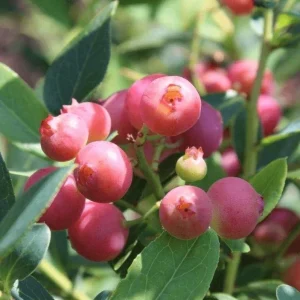 Pink Lemonade Blueberry Plant Live - Highbush Vaccinium Corymbosum - 4-6