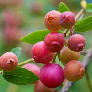 Pink Lemonade Blueberry Plant Live - Highbush Vaccinium Corymbosum - 4-6