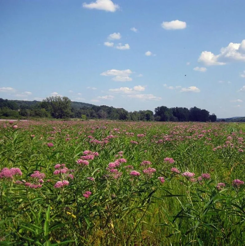 Pink Milkweed Live Plant - Set of 2, 4-6" Tall - Asclepias spp. for Monarch Butterflies - Image 10