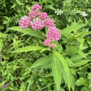 Pink Milkweed Live Plant - Set of 2, 4-6" Tall - Asclepias spp. for Monarch Butterflies - Image 2