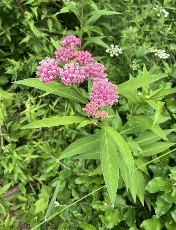 Pink Milkweed Live Plant - Set of 2, 4-6" Tall - Asclepias spp. for Monarch Butterflies - Image 2