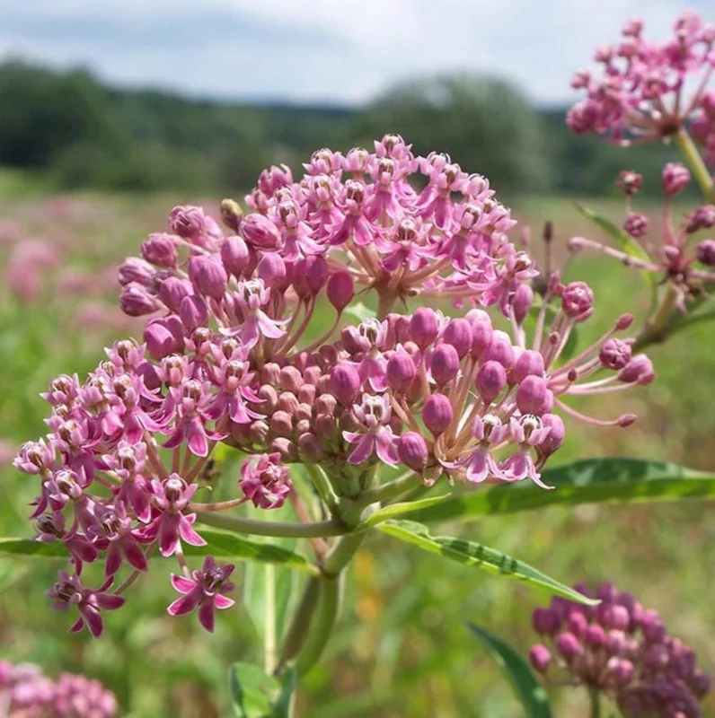 Pink Milkweed Live Plant - Set of 2, 4-6" Tall - Asclepias spp. for Monarch Butterflies - Image 3