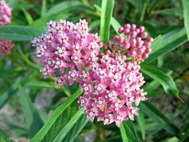 Pink Milkweed Live Plant - Set of 2, 4-6" Tall - Asclepias spp. for Monarch Butterflies - Image 4