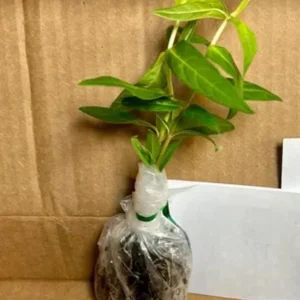 Pink Milkweed Live Plant - Set of 2, 4-6