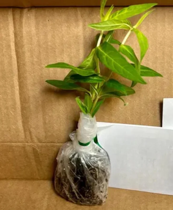 Pink Milkweed Live Plant - Set of 2, 4-6" Tall - Asclepias spp. for Monarch Butterflies - Image 5