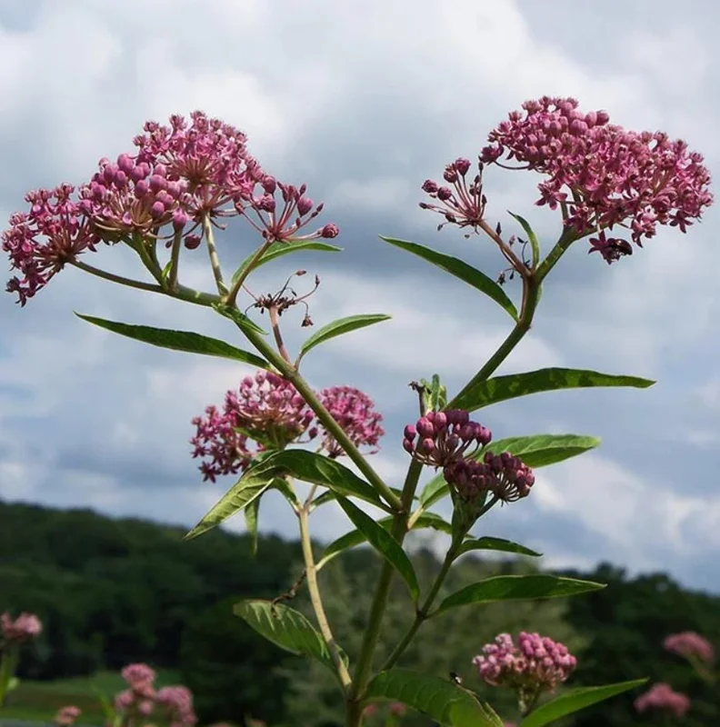 Pink Milkweed Live Plant - Set of 2, 4-6" Tall - Asclepias spp. for Monarch Butterflies - Image 6