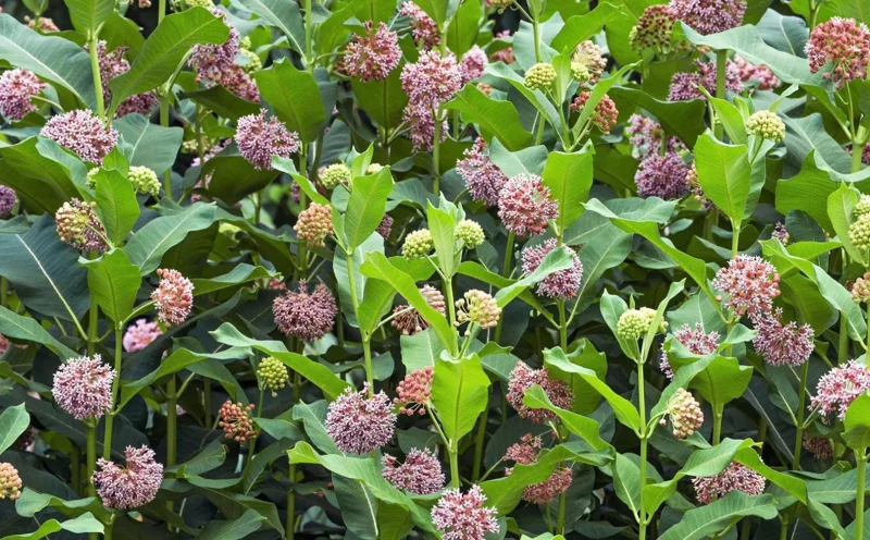 Pink Milkweed Live Plant - Set of 2, 4-6" Tall - Asclepias spp. for Monarch Butterflies - Image 7