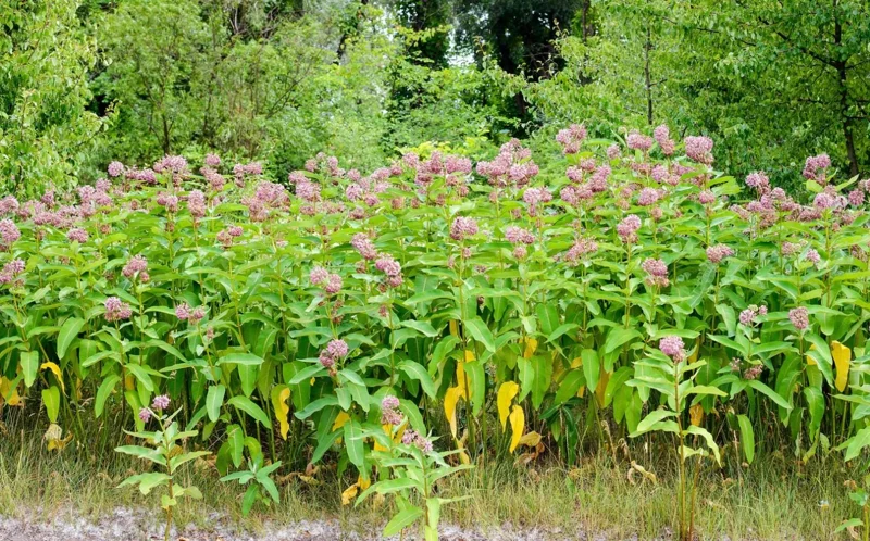 Pink Milkweed Live Plant - Set of 2, 4-6" Tall - Asclepias spp. for Monarch Butterflies - Image 8