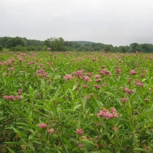 Pink Milkweed Live Plant - Set of 2, 4-6