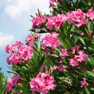 Pink Oleander Live Plant (Nerium oleander) – Set of 4 Starters, 4-8" Tall – Flowering Outdoor Shrub - Image 1