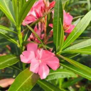 Pink Oleander Live Plant (Nerium oleander) – Set of 4 Starters, 4-8" Tall – Flowering Outdoor Shrub - Image 2