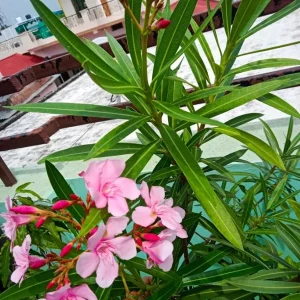 Pink Oleander Live Plant (Nerium oleander) – Set of 4 Starters, 4-8