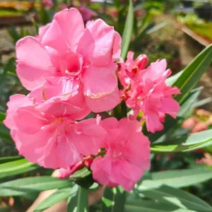 Pink Oleander Live Plant Set of 2 (Nerium oleander) – 4-8" Tall Flowering Shrub, Outdoor - Image 2