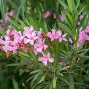 Pink Oleander Live Plant Set of 2 (Nerium oleander) – 4-8