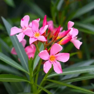 Pink Oleander Live Plant Set of 2 (Nerium oleander) – 4-8" Tall Flowering Shrub, Outdoor - Image 1