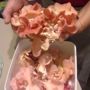 Pink Oyster Mushroom Spawn Mycelium on Dry Seeds - Easy Home Grow - Image 1