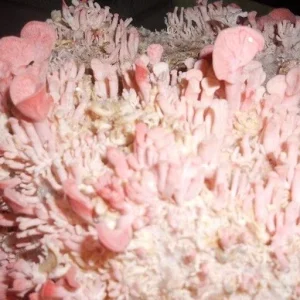 Pink Oyster Mushroom Spawn Mycelium on Dry Seeds - Easy Home Grow - Image 3