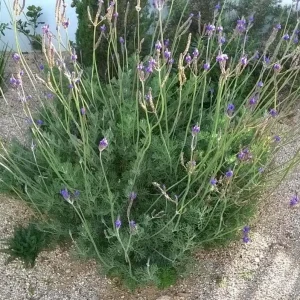 Pinnata Lavender Live Plant - Lavandula - Set of 2, 4-6