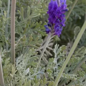 Pinnata Lavender Live Plant - Lavandula - Set of 2, 4-6