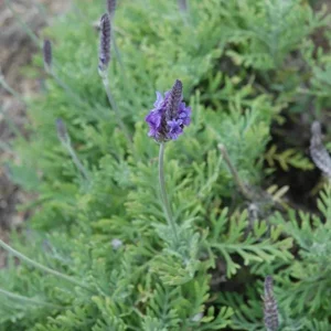 Pinnata Lavender Live Plant - Lavandula - Set of 2, 4-6